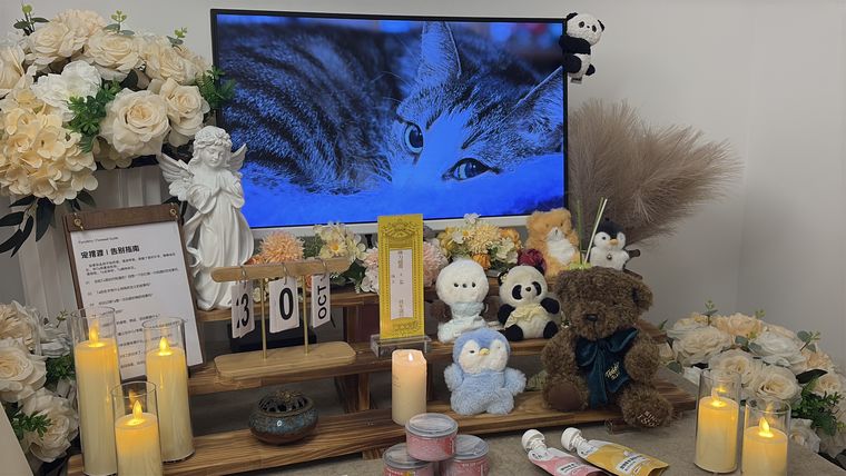 淄博养宠家庭：宠物突然食欲下降，可能是身体在报警